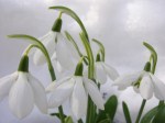 Galanthus ‘Godfrey Owen’&nbsp;elwesii