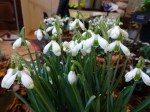 Galanthus Sprite