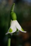Galanthus Trym