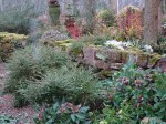 John Massey’s garden 2-6-2018 9-18-49&nbsp;AM