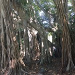 ringling museum & gardens 3-20-2017 11-15-46&nbsp;am