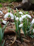 Galanthus Brenda Troyle