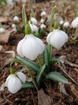 Galanthus Diggory