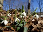 Galanthus rizehensis
