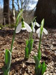 Galanthus Standing Tall