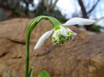 Galanthus Welshway