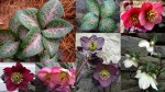 2019 Hellebores1-002