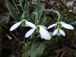 Galanthus elwesii Winterthur&nbsp;special