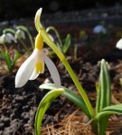 Galanthus Bill Clark