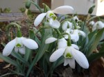 Galanthus Natalie Garton