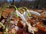 Galanthus reginae-olgae