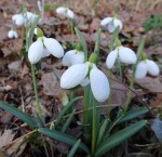 Galanthus Three Ships