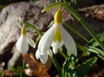 Galanthus ‘Wendy’s Gold’