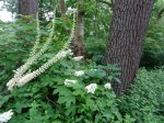 Actaea racemosa, Hydrangia quercifolia, Aster&nbsp;cordifolius