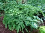 Adiantum pedatum