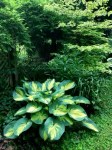 Hosta Great Expectations