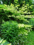 Vernonia noveboracensis, Cornus alternifolia ‘Golden&nbsp;Shadows’