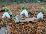 Galanthus Barnes