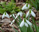 Galanthus ‘Merlin’