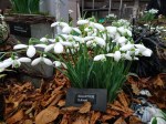 Galanthus ‘S. Arnott’