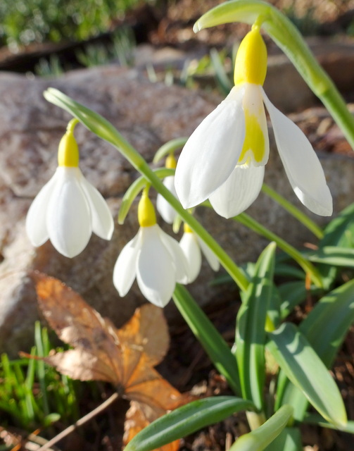 Galanthus 'Wendy's Gold'