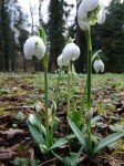 Galanthus Hill Poe