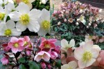 2019 Hellebores4-001