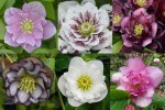 2019 Hellebores4