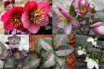 2020 Hellebore Collage&nbsp;Frostkiss