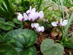 Cyclamen coum