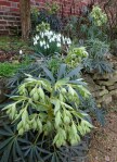 Galanthus ‘Atkinsii’ & Helleborus&nbsp;foetidus