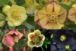 Hellebores 20181-001