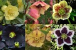 2020 Hellebore Collage&nbsp;Single