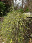 Jasminum nudiflorum