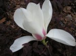 Magnolia denudata