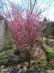 Prunus mume Peggy&nbsp;Clarke-002