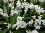 Scilla siberica Alba