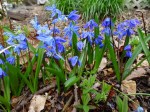 Scilla siberica