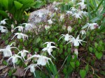 Epimedium Bandit