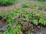 Epimedium Cherry Tart