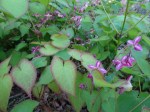 Epimedium Sweetheart-001