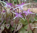 Epimedium Tama No&nbsp;Gempei-002
