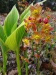 Epimedium x warleyense-002
