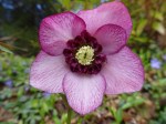Helleborus Cherry Blossom