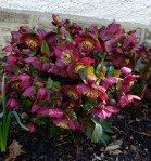 Helleborus Ice N Roses Red&nbsp;Clark