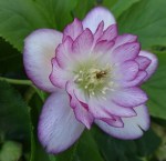 Helleborus Peppermint Ice