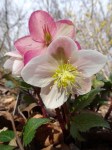 Helleborus Shooting Star