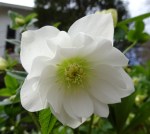 Helleborus Sparkling Diamond