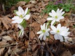 Hepatica acutiloba