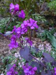 Lunaria annua Chedglow